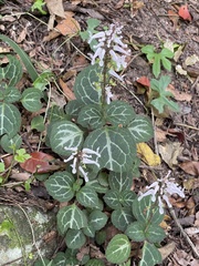 Plectranthus oertendahlii