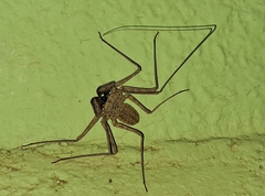 Paraphrynus laevifrons