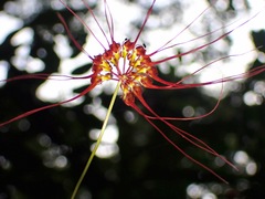 Bulbophyllum gracillimum