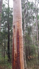 Angophora leiocarpa