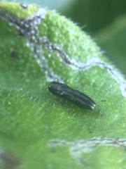 Paragrilus rugatulus