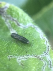 Paragrilus rugatulus