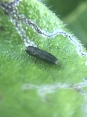 Paragrilus rugatulus