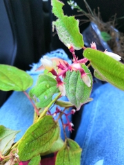 Miconia submontana