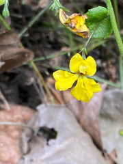 Goodenia ovata