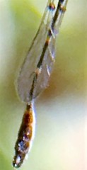 Leptopteromyia americana