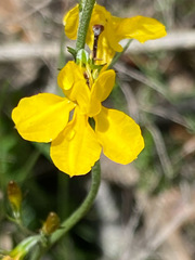 Goodenia ovata