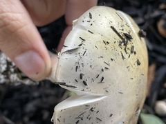 Amanita phalloides