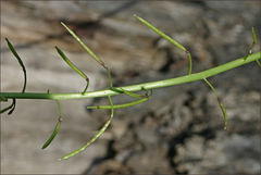 Rorippa dictyosperma