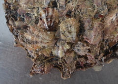 Pinctada maculata