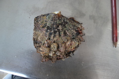 Pinctada maculata