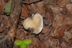 Leucopaxillus laterarius