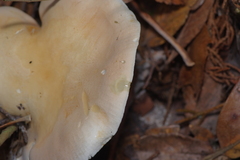 Leucopaxillus laterarius