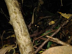 Marasmius nothomyrciae