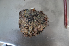 Pinctada maculata