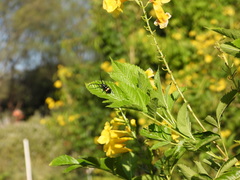 Lissonotus flavocinctus