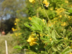 Lissonotus flavocinctus