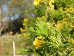 Lissonotus flavocinctus