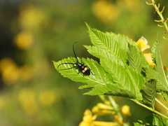 Lissonotus flavocinctus