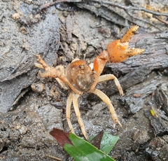 Engaeus hemicirratulus