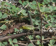Cnemidophorus ruatanus