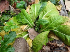 Primula elatior pallasii