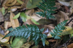 Lastreopsis marginans