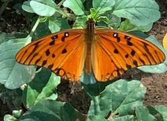 Dione vanillae