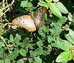 Anartia jatrophae