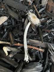 Coprinopsis