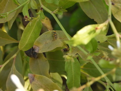 Belotus bicolor