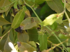 Belotus bicolor