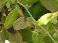 Belotus bicolor