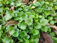 Glechoma hederacea