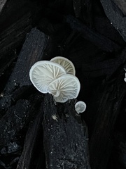 Agaricomycetes