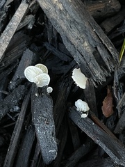 Agaricomycetes