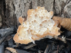 Abortiporus biennis