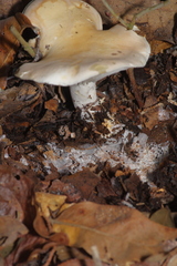 Leucopaxillus laterarius