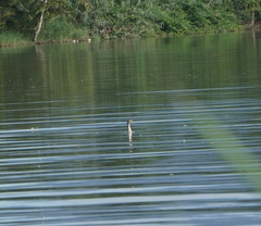 Nannopterum brasilianum