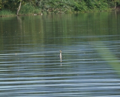 Nannopterum brasilianum