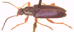 Lepturidea punctulaticollis