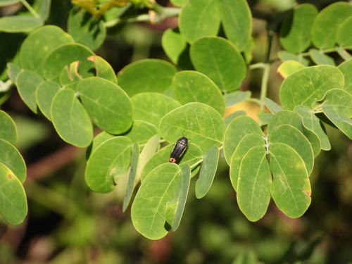 Photo of Yellow-margined Flower Buprestid (Acmaeodera flavomarginata)