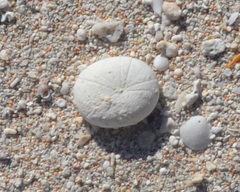 Echinoneus cyclostomus