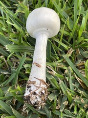 Leucoagaricus leucothites