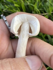 Leucoagaricus leucothites