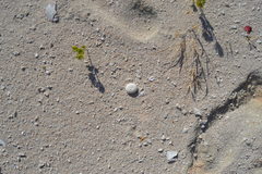 Echinoneus cyclostomus