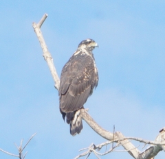Buteogallus anthracinus