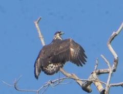 Buteogallus anthracinus