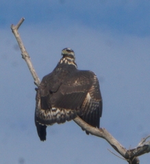 Buteogallus anthracinus