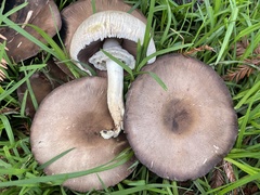 Agaricus xanthodermus